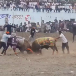 600 साल पुरानी 'क्रूर' परंपरा का आयोजन पुलिस-प्रशासन बने मूकदर्शक - VIDEO NEWS