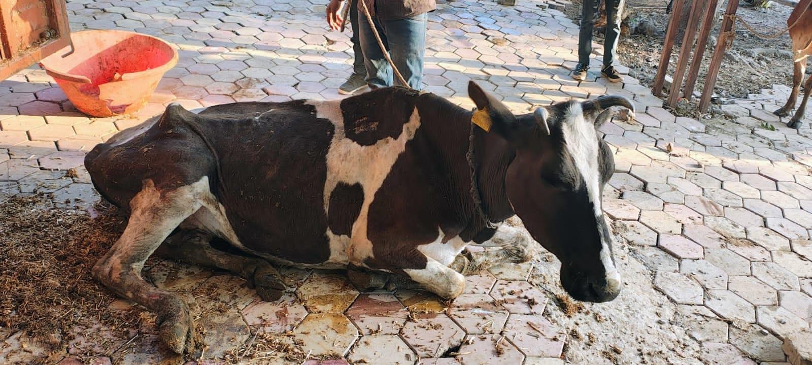 अवैध गौवंश तस्करो के विरुद्ध थाना गणपति नाका की प्रभावी कार्यवाही